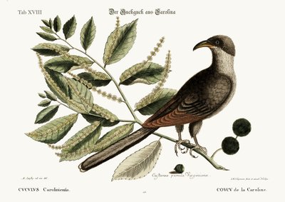 The Cuckoo of Carolina by Mark Catesby
